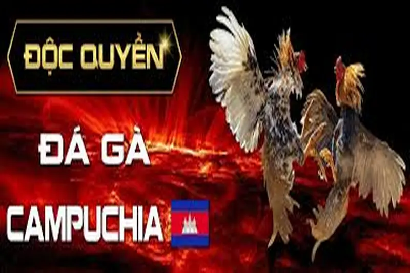 Chiến Lược Cá Cược Đá Gà Campuchia Thắng Lớn